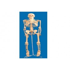 ESQUELETO 0,85CM TGD-0112 ANATOMIC